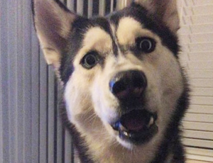 自动攻击网站工具下载