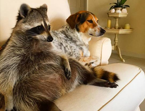 自动攻击网站工具下载