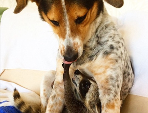 小黑ddos压力测试平台