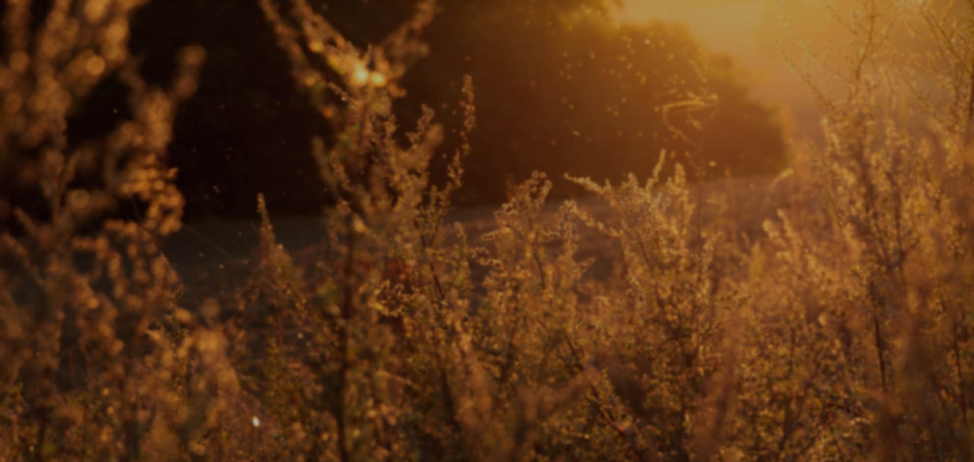 CC在线压力测试