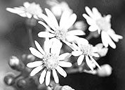 极速响应便捷的cc攻击免费网页版